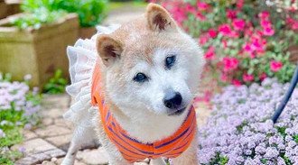 Kabosu enfrentava um tipo de câncer desde 2022 (Imagem: Reprodução/Instagram)